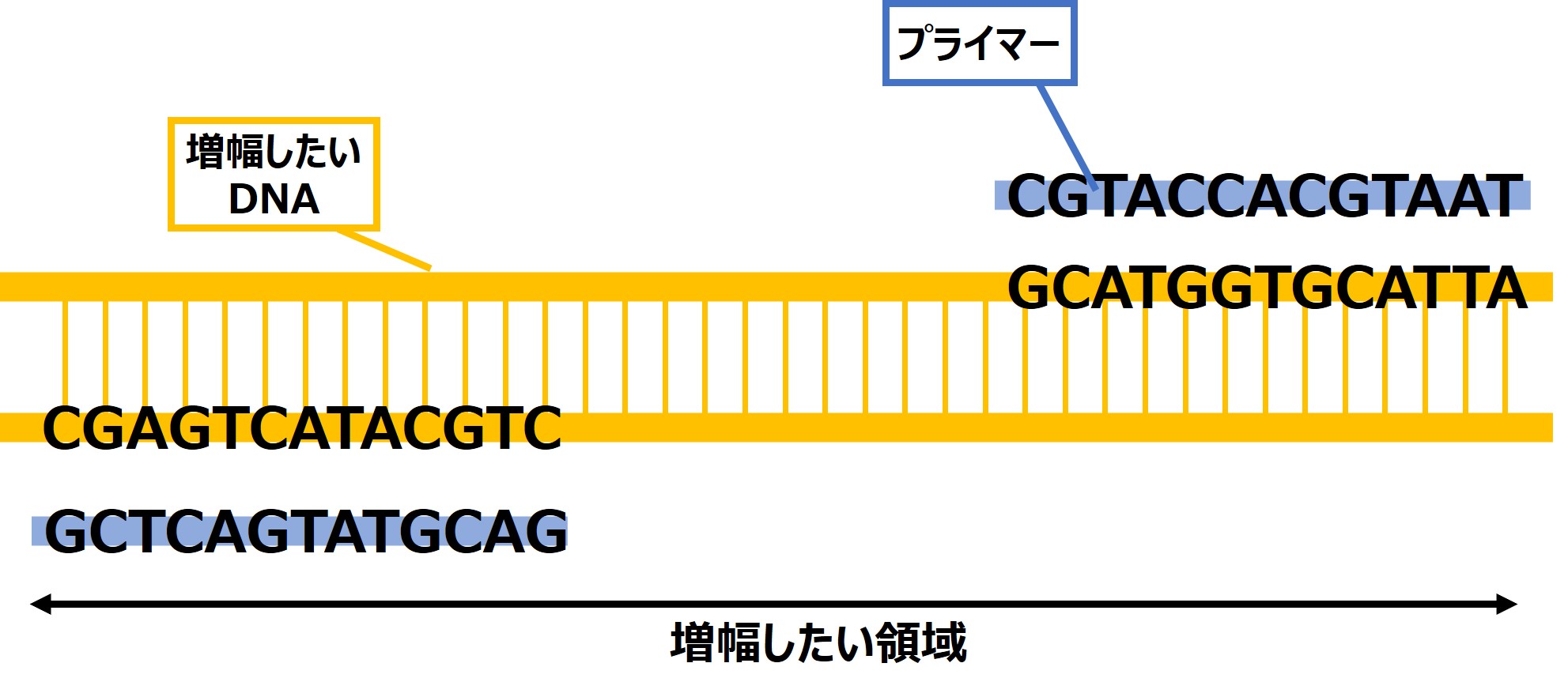 【高校生物】PCRのこと、ちゃんと知ってる? | biology tips - 高校生物のワンポイント解説