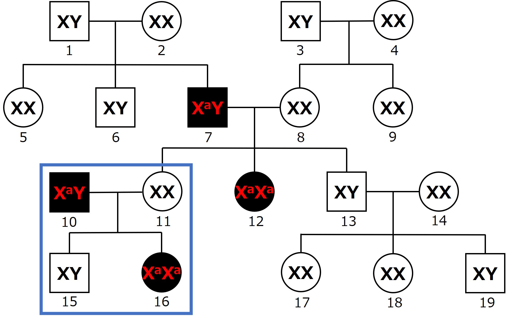 伴性遺伝の問題（家系図）