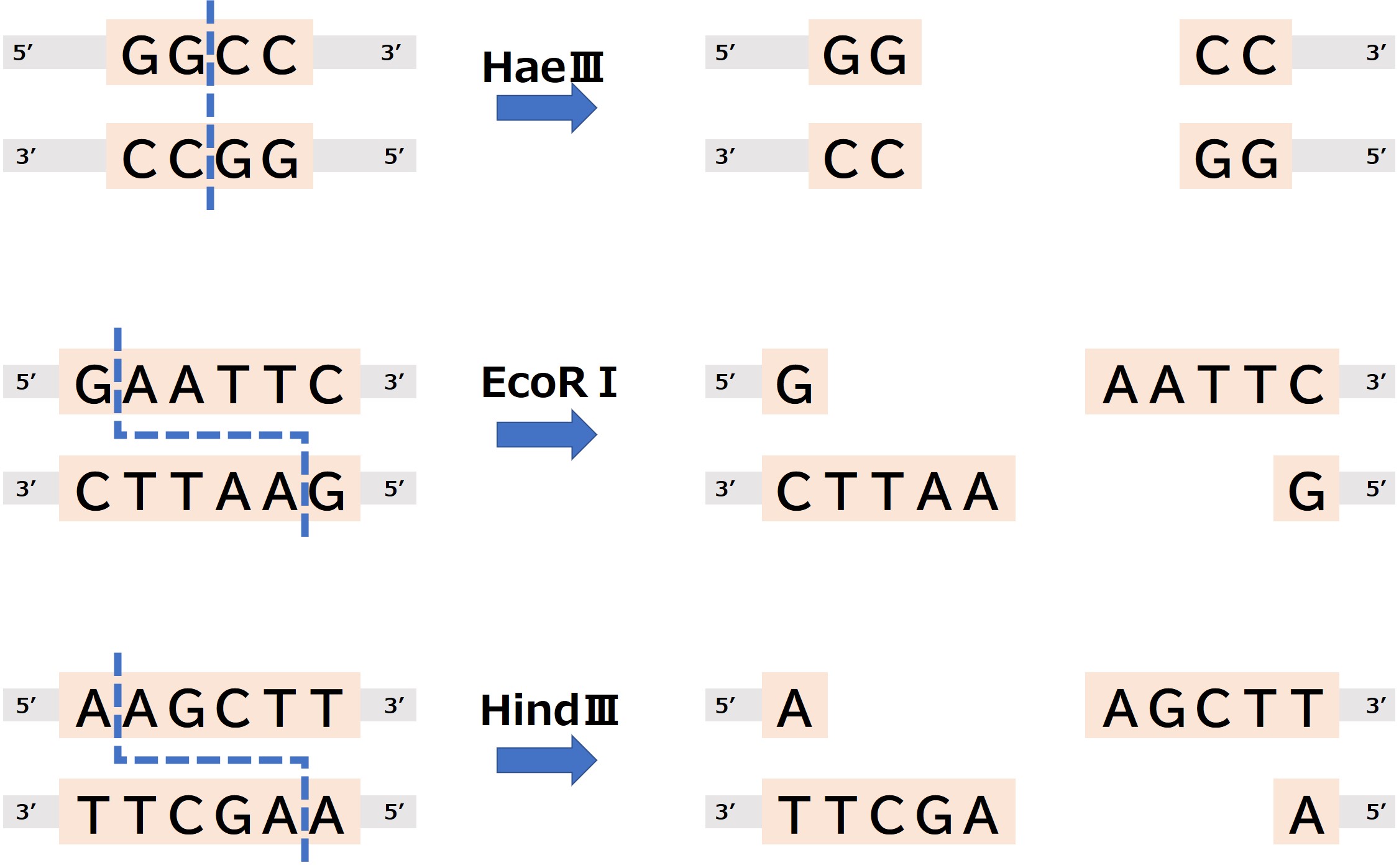 制限酵素が切断する配列とその切断の仕方